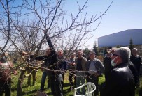 Meyve Bahçe Tesisi Ve Budama Egitimi