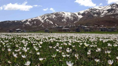 Mus Ovasi Beyaz Gelinligini Giydi