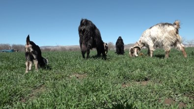 Yeni Dogan Keçiyi Görenler Gözlerine Inanamadi Açiklamasi Hem Tüysüz Hem Tek Gözlü