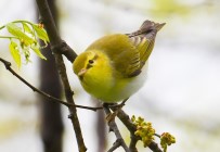 Hersek Lagünü'nde Kus Türü 241'E Çikti