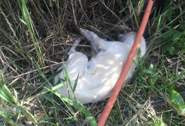 İzmir’de insanlık dışı hareket: Beş köpeği zehirli sosisle öldürdüler