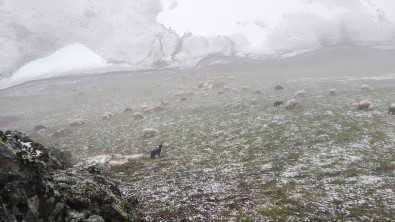 Bayburt - Trabzon Arasindaki Yaylalarda Kar Yagisi