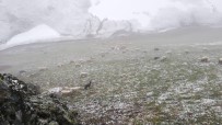 Bayburt - Trabzon Arasindaki Yaylalarda Kar Yagisi Haberi