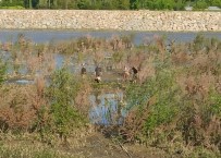 Filyos Nehrinde Balçiga Saplanan Inek Kurtarildi Haberi