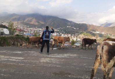 Hakkari'de Basibos Hayvanlarla Mücadele