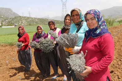 Kadinlar Dikiyor, Anadolu Lavanta Kokuyor