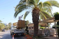 Aydin'da Kirmizi Palmiye Böcegi Kontrolleri Yapiliyor Haberi
