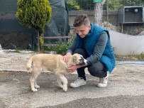 Maltepe'de Sokak Köpegini Ezen Taksici, Arkasina Bakmadan Kaçti