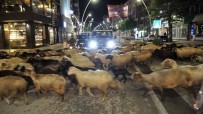 Trafik Durdu, Koyun Sürüsü Geçti Haberi