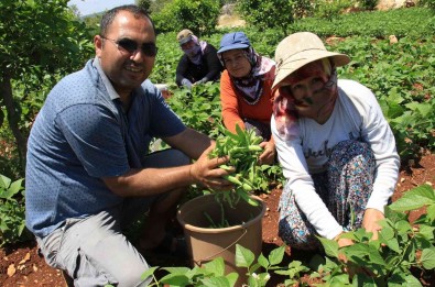 Aysekadin Fasulyesi 'Ayse Hanim' Oldu