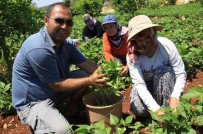 Aysekadin Fasulyesi 'Ayse Hanim' Oldu