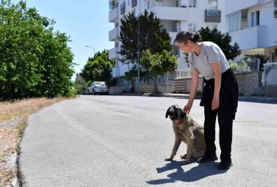 Dere Yataginda Mahsur Kalan Köpekleri Konyaalti Belediyesi Kurtardi