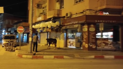 Kaçan Dana Ortaligi Birbirine Katti