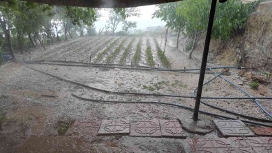 Siirt'te Dolu Yagisi Fideleri Vurdu, Ekipler Hasar Tespit Çalismasi Yapti