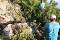 Antalya'da Iki Sokak Köpegi Ölü Bulundu Haberi