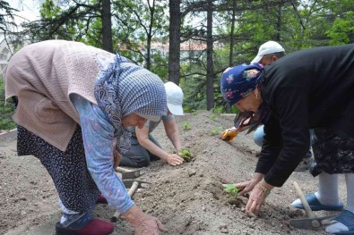 Domates Fideleri Gönül Köskü Huzurevi'ne Dikildi