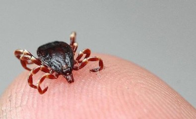 Kırım kongo kabusu geri döndü! KKKA virüsü nedeniyle bu yılın ilk ölümü Sivas'ta gerçekleşti