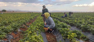 Kiziltepe'de Çilek Hasadi Yapildi