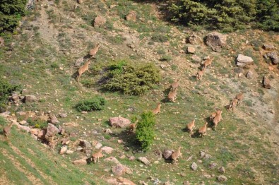 Tunceli'de Yaban Keçileri Dron Ile Görüntülendi
