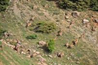 Tunceli'de Yaban Keçileri Dron Ile Görüntülendi Haberi