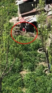 Yüksekova'da Ilçe Merkezine Inen Tilki Yavrulariyla Görüntülendi