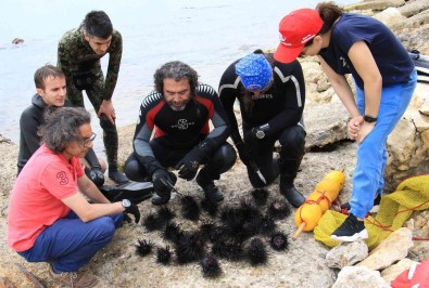 Akdeniz'de Dikenli Zehirli Istilaci Deniz Kestanesi Tehlikesi