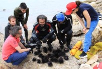 Akdeniz'de Dikenli Zehirli Istilaci Deniz Kestanesi Tehlikesi