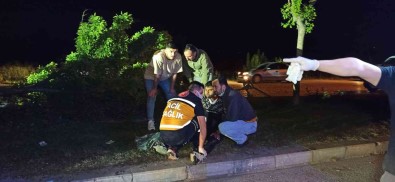 Kontrolden Çikan Otomobil Agaç Ve Diregi Devirerek Durabildi Açiklamasi 1'I Agir 5 Yarali