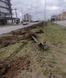 Agaç Katliami Yapan CHP'li Belediyeden Ilginç Cevap Açiklamasi 'Dekora Uymuyor'