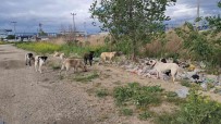 Aydin'da Basibos Köpekler Hem Yayalarin Hem De Sürücülerin Korkulu Rüyasi Haline Geldi Haberi
