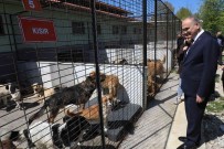 Düzce'de 15 Günde 5 Köpek Sahiplendirildi