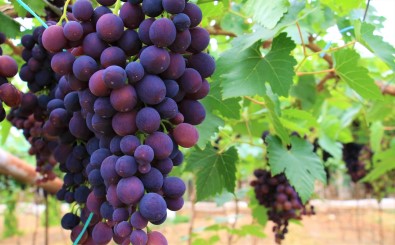 Turfanda Siyah Incide Hasat Zamani... Ilk Talep Turizm Bölgelerinden