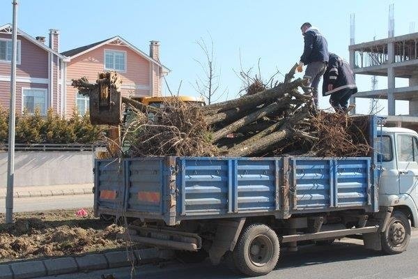 Utanma da yok! Ağaç katliamı yapan CHP'li belediyeden vahim cevap: Dekora uymadı kestik!