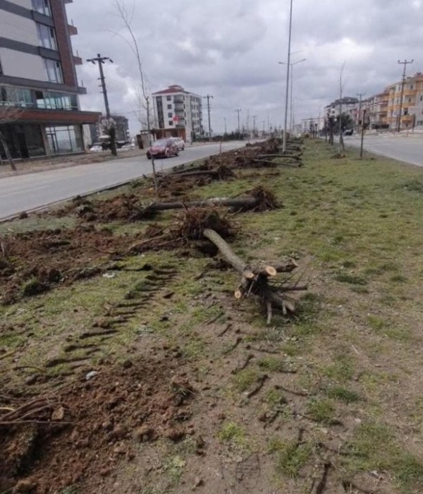 Utanma da yok! Ağaç katliamı yapan CHP'li belediyeden vahim cevap: Dekora uymadı kestik!