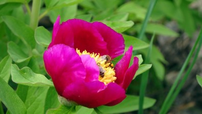 Sadece 15 Gün Ömrü Olan Cehrilik Lalesi Dogayi Renklendirdi