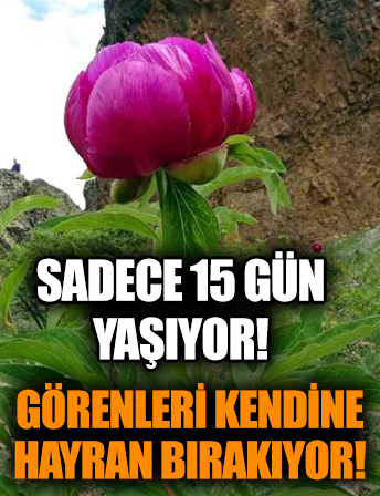 Sadece 15 gün yaşıyor! Görenleri kendine hayran bırakıyor!