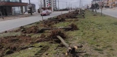 Utanma da yok! Ağaç katliamı yapan CHP'li belediyeden vahim cevap: Dekora uymadı kestik!