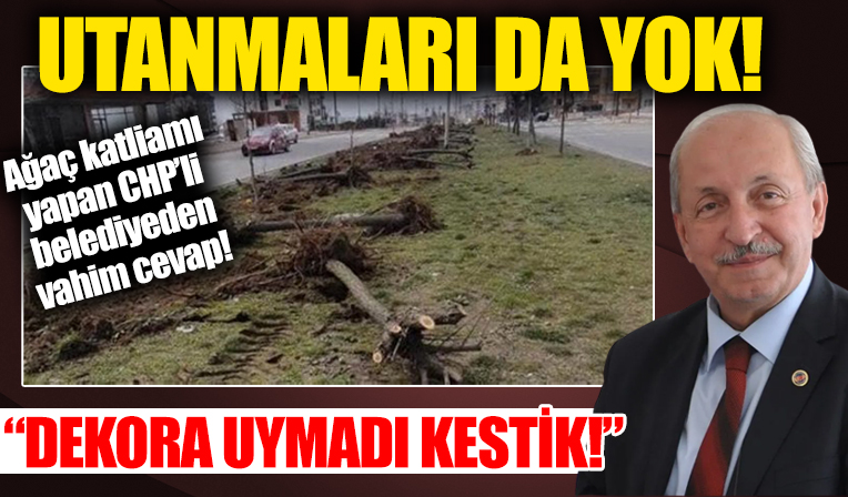 Utanma da yok! Ağaç katliamı yapan CHP'li belediyeden vahim cevap: Dekora uymadı kestik!