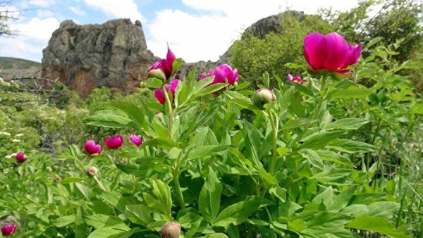 Sadece 15 gün yaşıyor! Görenleri kendine hayran bırakıyor!