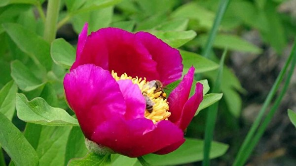 Sadece 15 gün yaşıyor! Görenleri kendine hayran bırakıyor!