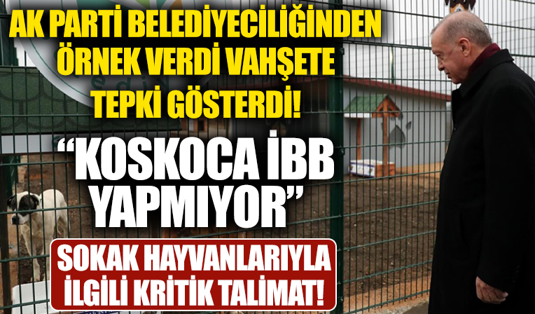 Başkan Erdoğan'dan CHP'li İBB'ye barınak tepkisi: Koskoca İBB yapmıyor