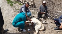 Kurtlarin Saldirdigi Köpek Tedavi Altina Alindi