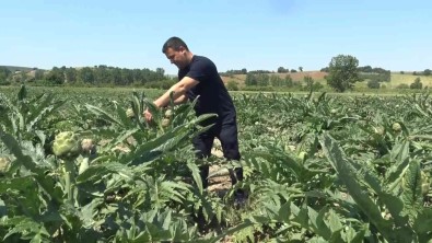 (Özel) Cografi Isaret Tescilli Hasanaga Enginarinda Hasat Zamani
