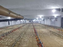 Ulutas, Tavuk Çiftliginde Incelemelerde Bulundu