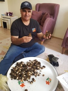 Konya'da Kilosu 350 Liradan Alimi Yapilan Kuzugöbegi Hasadi Basladi