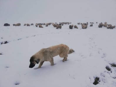 Bayburt'un Yüksek Kesimlerinde Kar Yagisi Görüldü