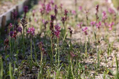 Buca'da Salep Bereketi