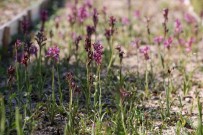 Buca'da Salep Bereketi