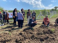 Karabük'e Iki Çesit Aromatik Bitki Daha Kazandirildi