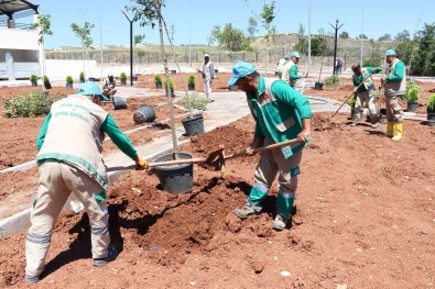 Sanliurfa'da Yesil Alan Artirma Çalismasi